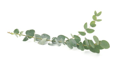 Photo of Eucalyptus branch with fresh leaves isolated on white