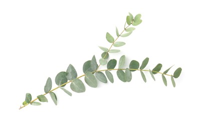 Photo of Eucalyptus branch with fresh leaves isolated on white, top view