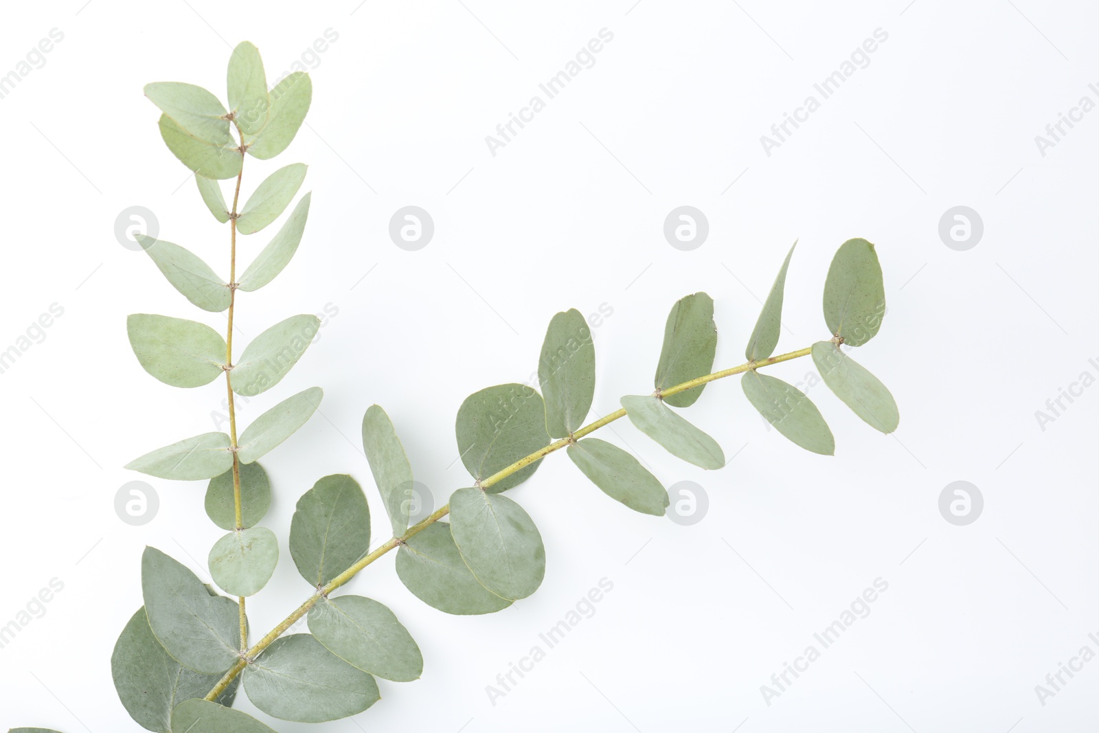 Eucalyptus branch with fresh leaves isolated on white, top view Photo of Eucalyptus branch with fresh leaves isolated on white, top view