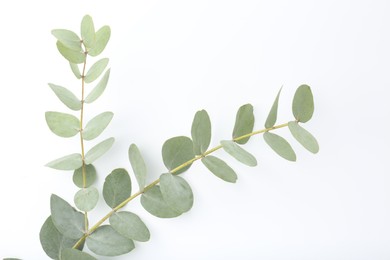 Photo of Eucalyptus branch with fresh leaves isolated on white, top view