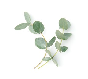 Photo of Eucalyptus branches with fresh leaves isolated on white, top view
