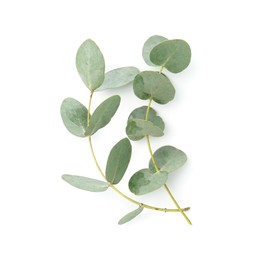 Photo of Eucalyptus branches with fresh leaves isolated on white, top view
