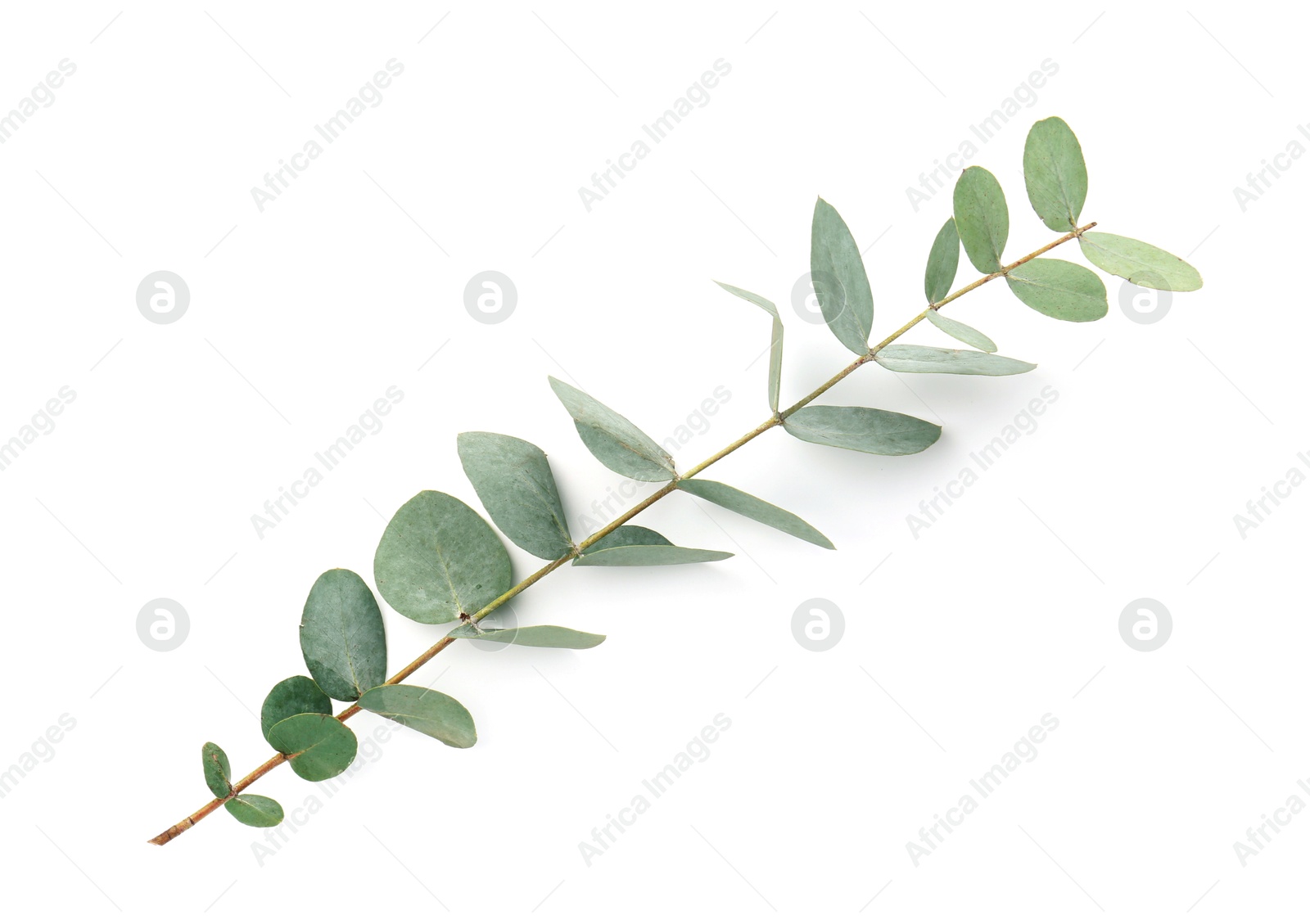 Eucalyptus branch with fresh leaves isolated on white, above view Photo of Eucalyptus branch with fresh leaves isolated on white, above view