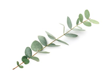 Photo of Eucalyptus branch with fresh leaves isolated on white, above view