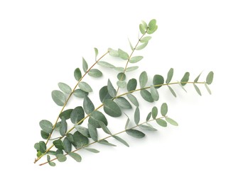 Photo of Eucalyptus branches with fresh leaves isolated on white, top view