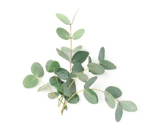 Photo of Eucalyptus branches with fresh leaves isolated on white, top view