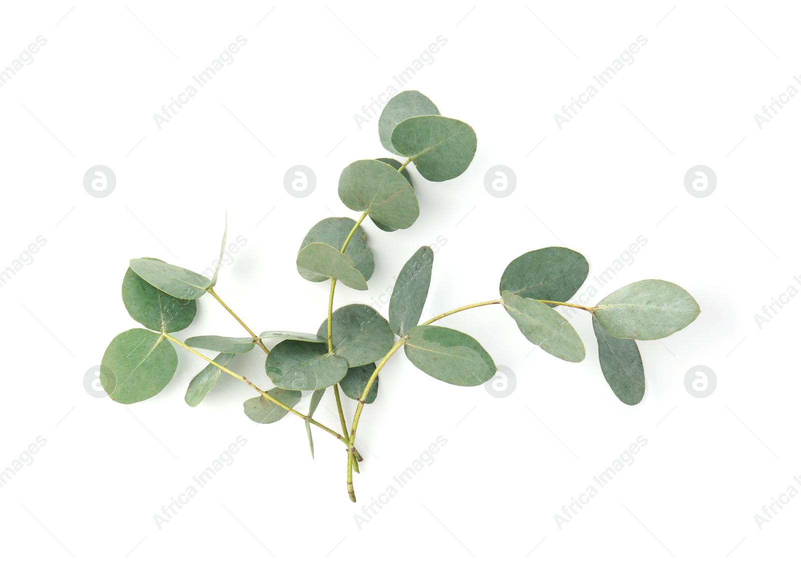 Eucalyptus branches with fresh leaves isolated on white, top view Photo of Eucalyptus branches with fresh leaves isolated on white, top view