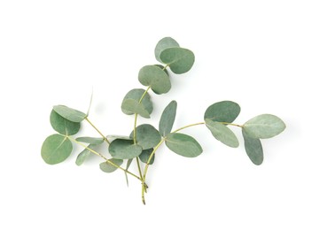 Photo of Eucalyptus branches with fresh leaves isolated on white, top view