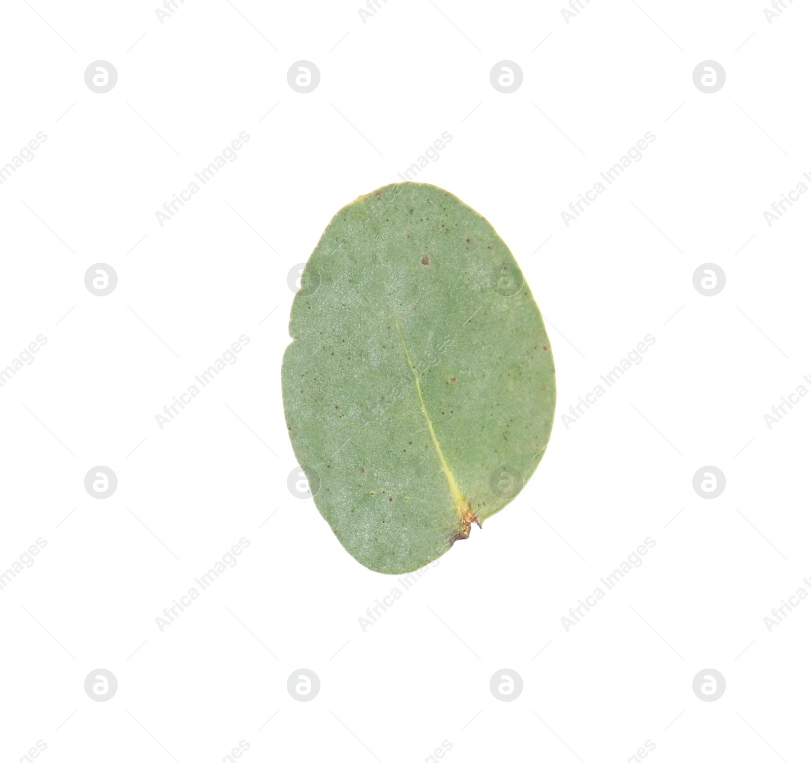 One green eucalyptus leaf isolated on white Photo of One green eucalyptus leaf isolated on white