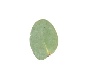 Photo of One green eucalyptus leaf isolated on white