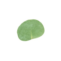 Photo of One green eucalyptus leaf isolated on white