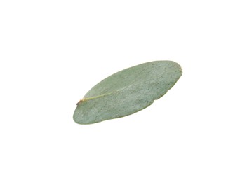 Photo of One green eucalyptus leaf isolated on white