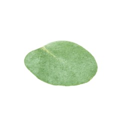 Photo of One green eucalyptus leaf isolated on white