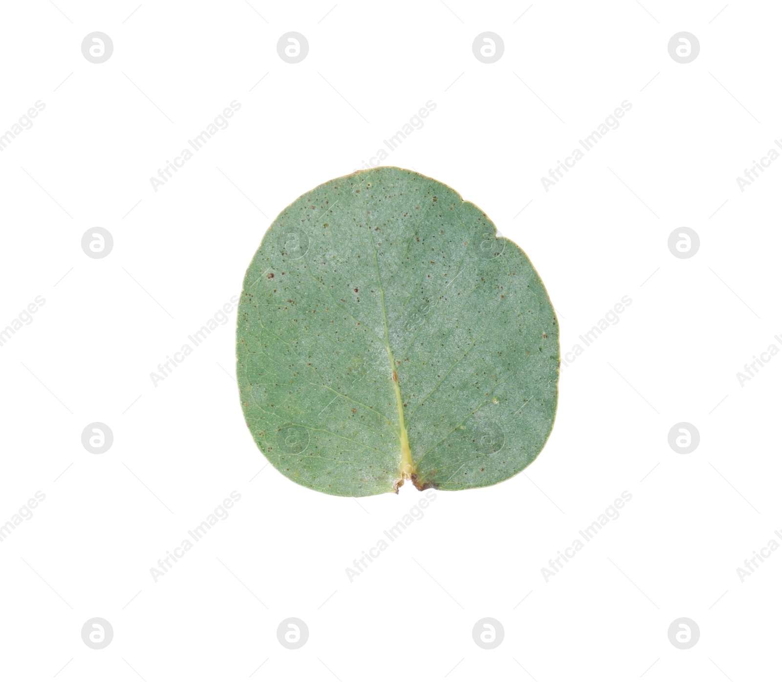 One green eucalyptus leaf isolated on white Photo of One green eucalyptus leaf isolated on white