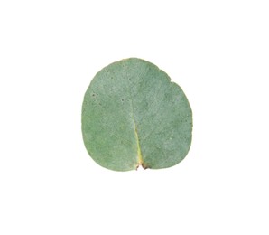 Photo of One green eucalyptus leaf isolated on white