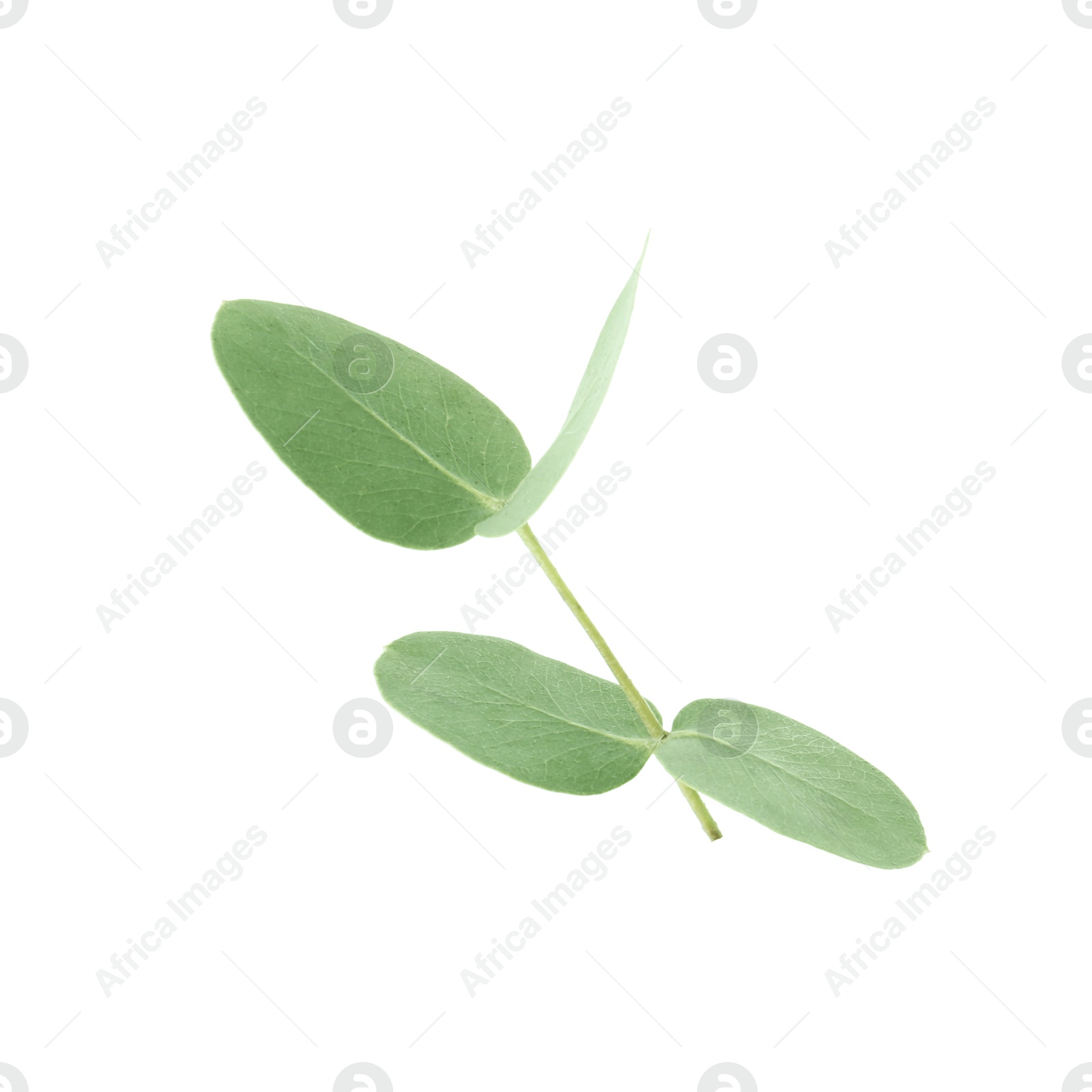 Eucalyptus branch with fresh leaves isolated on white Photo of Eucalyptus branch with fresh leaves isolated on white