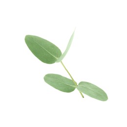Photo of Eucalyptus branch with fresh leaves isolated on white