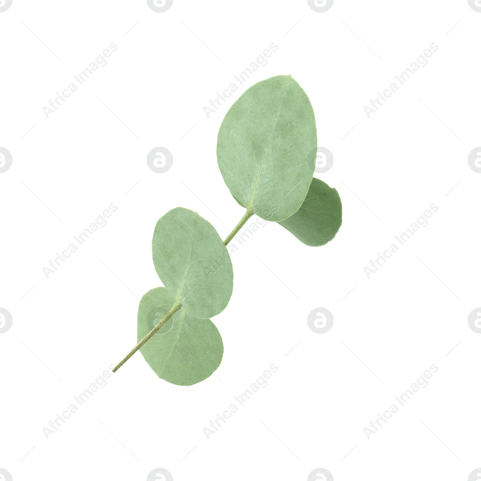Eucalyptus branch with fresh leaves isolated on white Photo of Eucalyptus branch with fresh leaves isolated on white