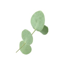 Photo of Eucalyptus branch with fresh leaves isolated on white