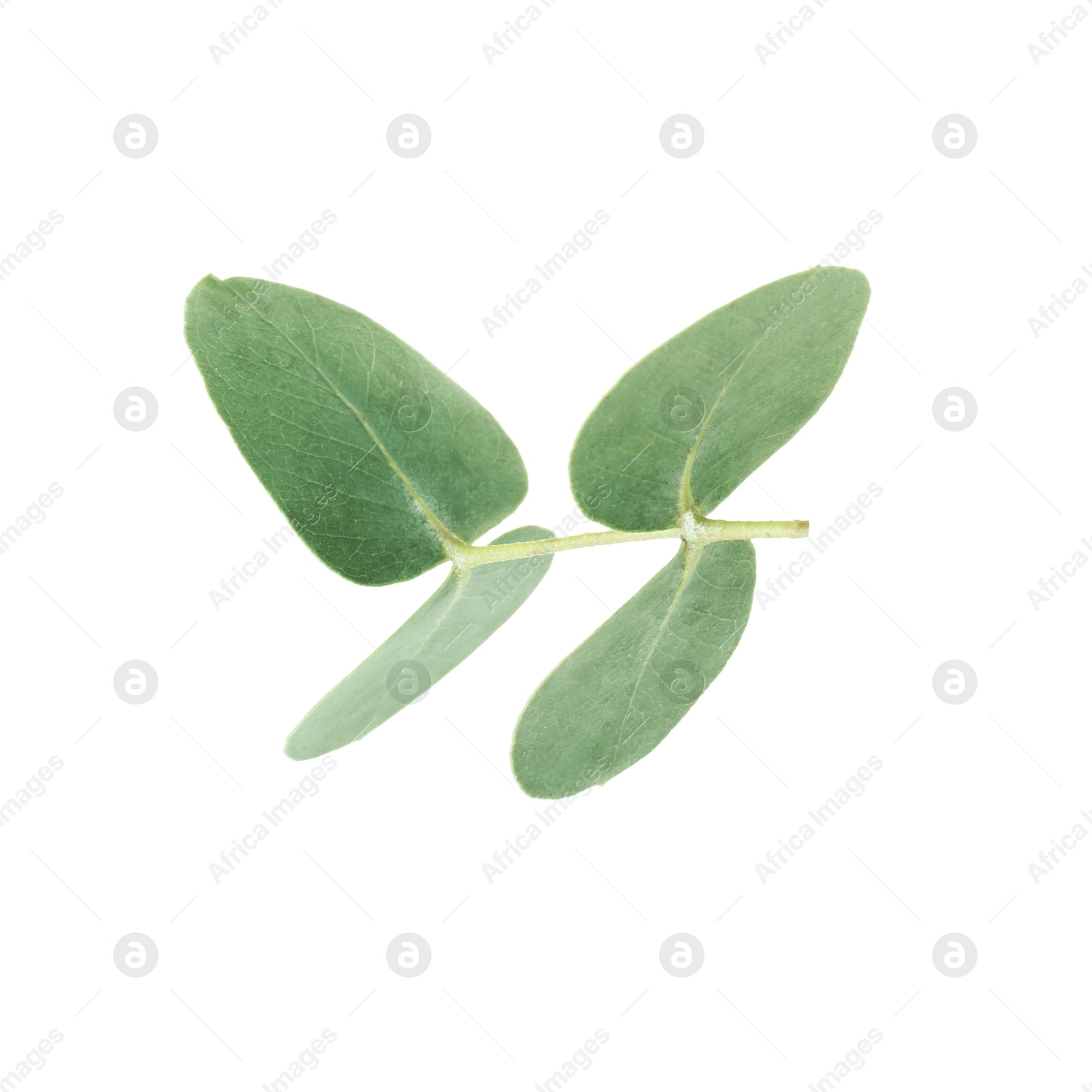 Eucalyptus branch with fresh leaves isolated on white Photo of Eucalyptus branch with fresh leaves isolated on white