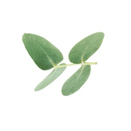 Photo of Eucalyptus branch with fresh leaves isolated on white
