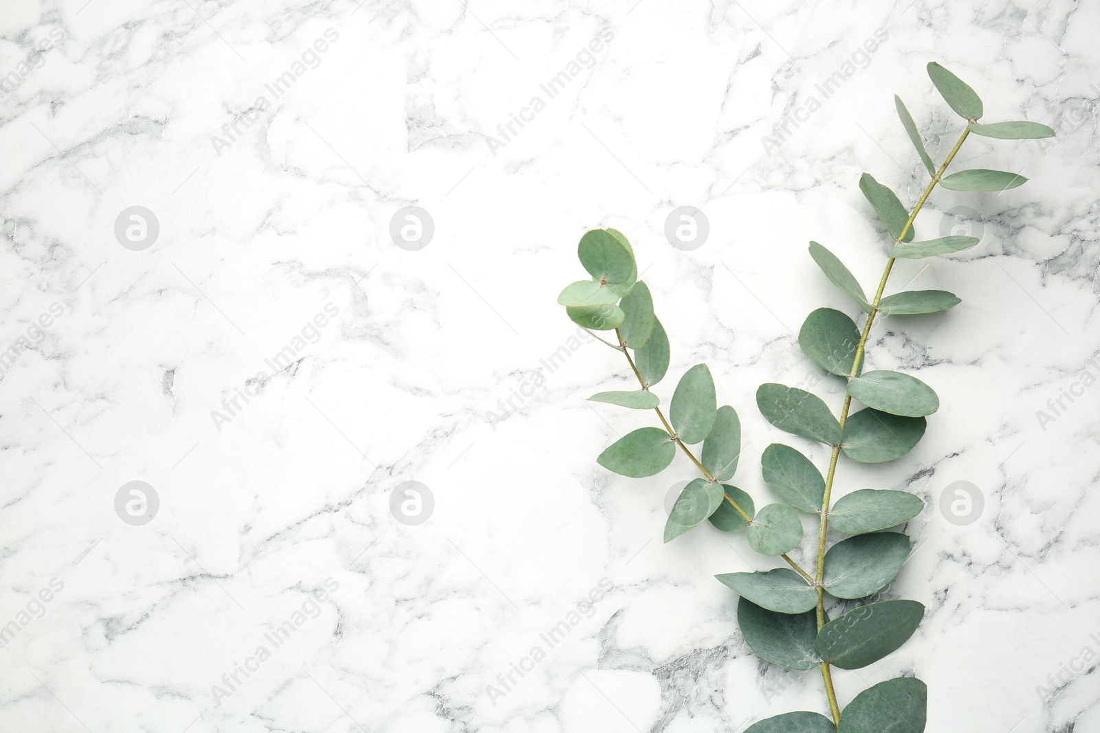 Eucalyptus branch with fresh leaves on white marble background, top view. Space for text Photo of Eucalyptus branch with fresh leaves on white marble background, top view. Space for text