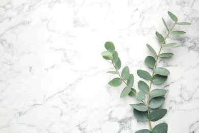 Photo of Eucalyptus branch with fresh leaves on white marble background, top view. Space for text