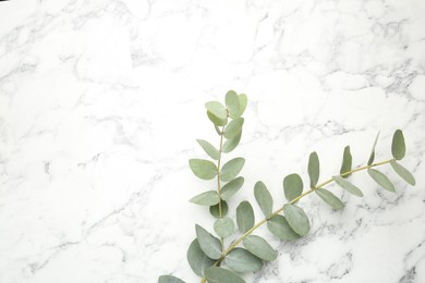 Photo of Eucalyptus branch with fresh leaves on white marble background, top view. Space for text