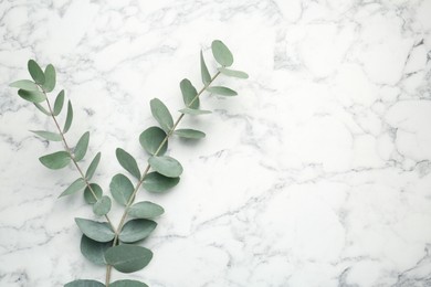 Photo of Eucalyptus branch with fresh leaves on white marble background, top view. Space for text