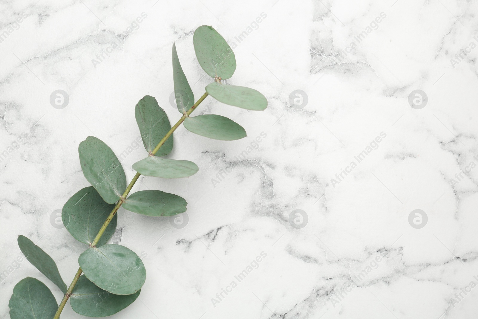 Eucalyptus branch with fresh leaves on white marble background, top view. Space for text Photo of Eucalyptus branch with fresh leaves on white marble background, top view. Space for text