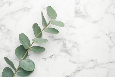Photo of Eucalyptus branch with fresh leaves on white marble background, top view. Space for text