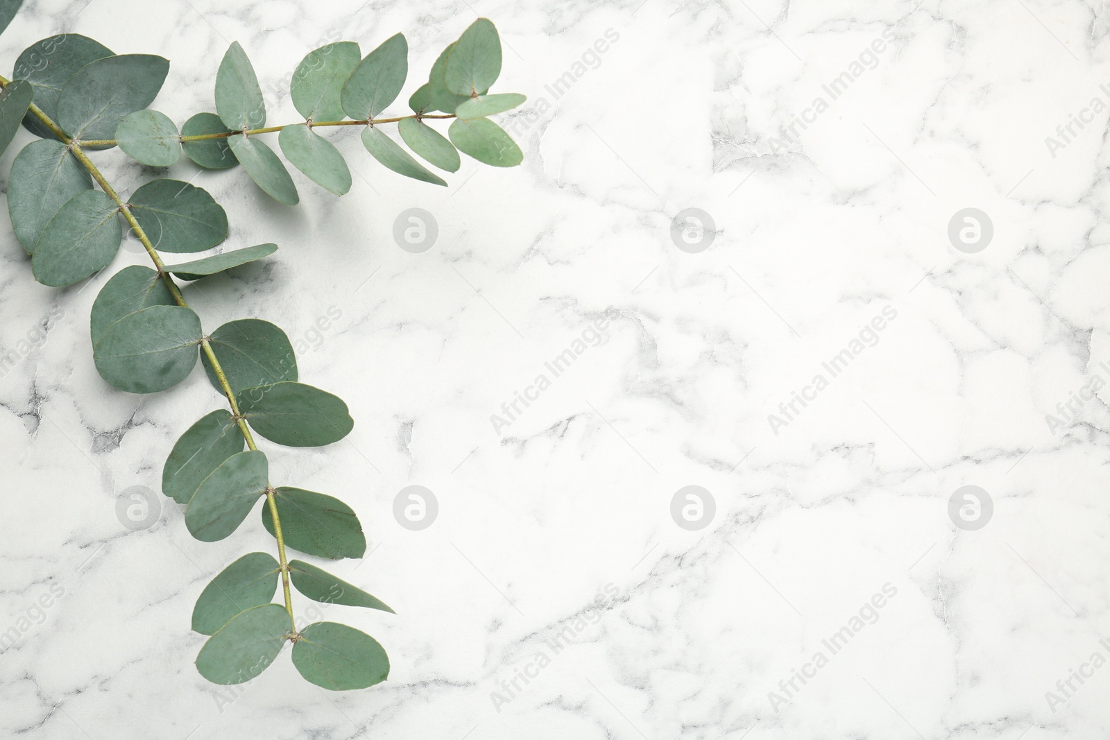Eucalyptus branch with fresh leaves on white marble background, above view. Space for text Photo of Eucalyptus branch with fresh leaves on white marble background, above view. Space for text