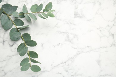 Photo of Eucalyptus branch with fresh leaves on white marble background, above view. Space for text