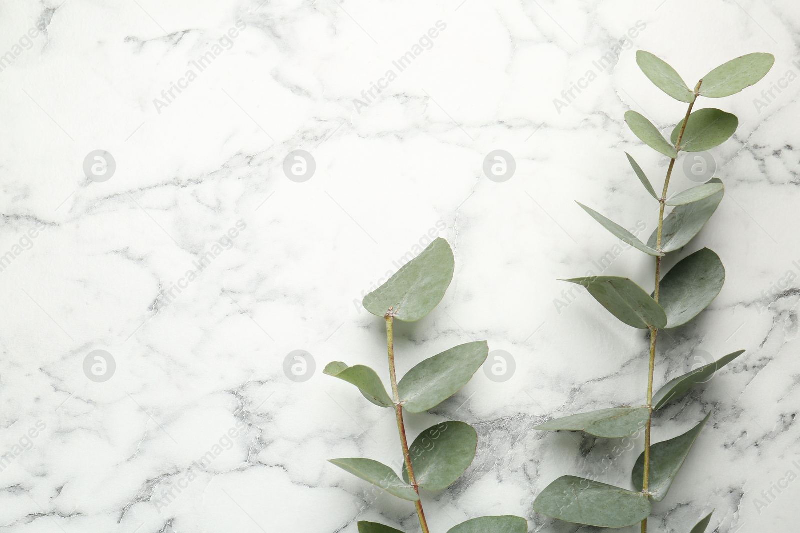 Eucalyptus branches with fresh leaves on white marble background, flat lay. Space for text Photo of Eucalyptus branches with fresh leaves on white marble background, flat lay. Space for text