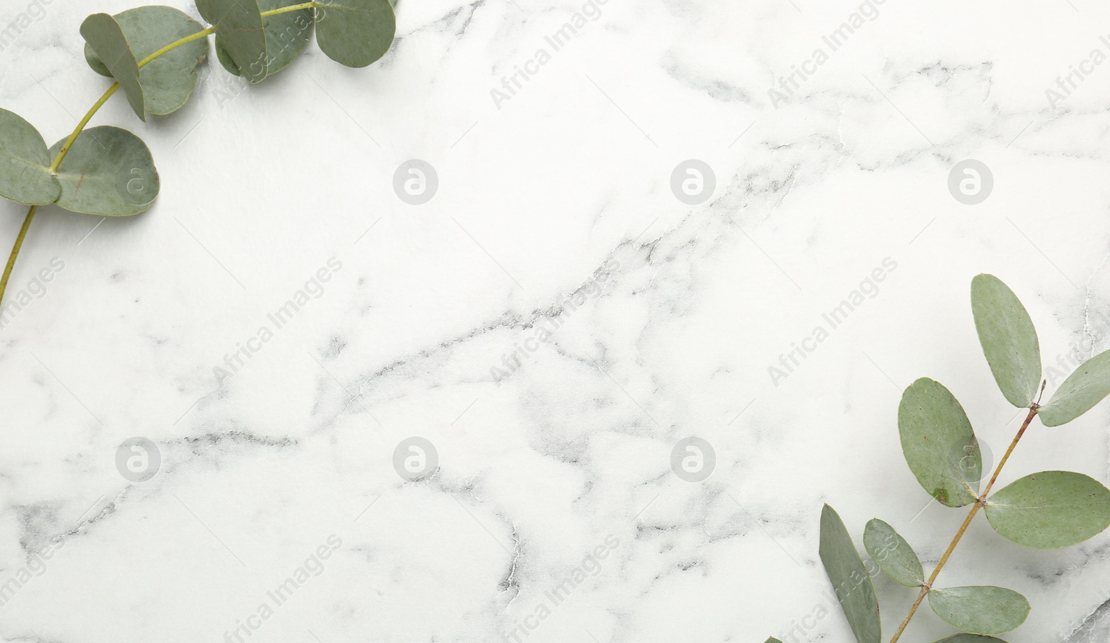Eucalyptus branches with fresh leaves on white marble background, flat lay. Space for text Photo of Eucalyptus branches with fresh leaves on white marble background, flat lay. Space for text