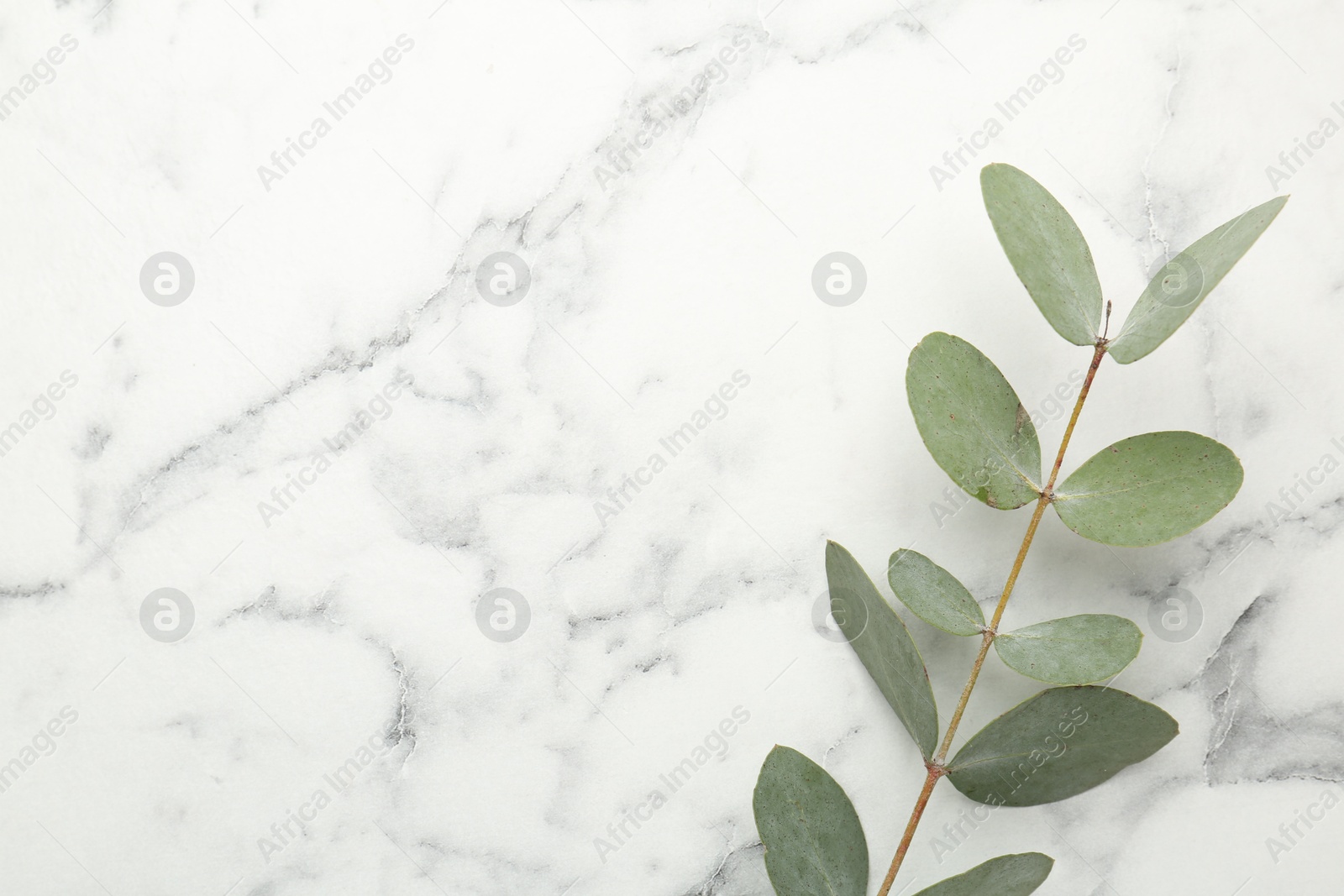 Eucalyptus branch with fresh leaves on white marble background, top view. Space for text Photo of Eucalyptus branch with fresh leaves on white marble background, top view. Space for text