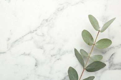 Photo of Eucalyptus branch with fresh leaves on white marble background, top view. Space for text