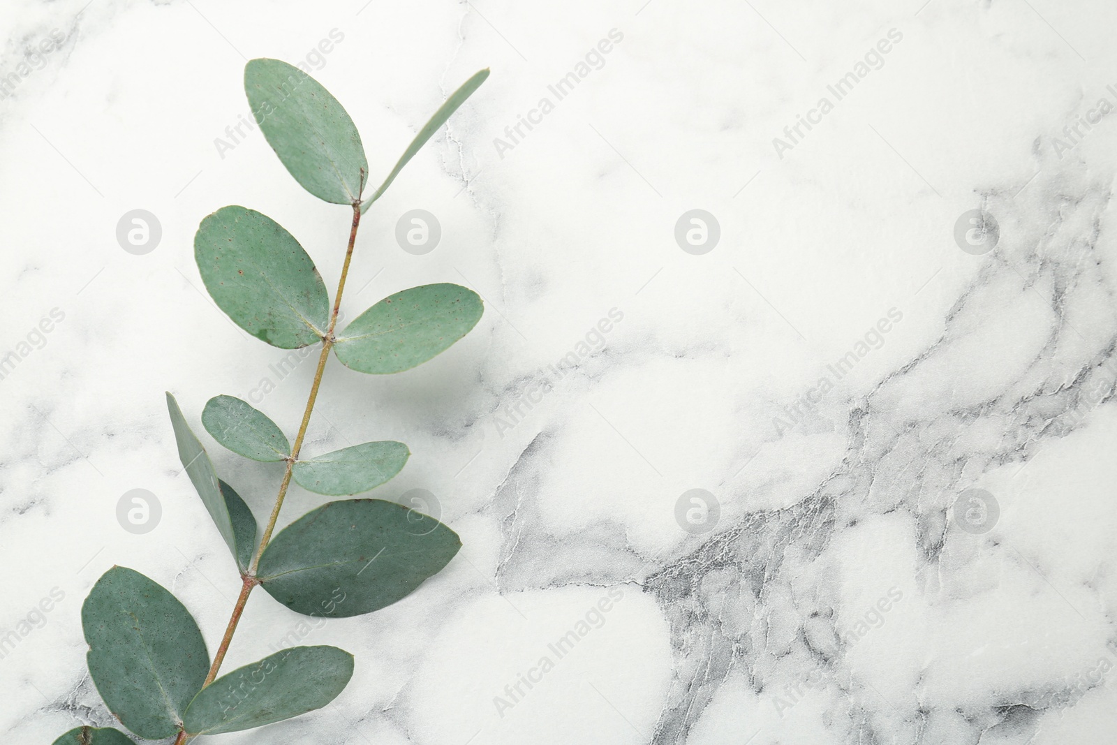 Eucalyptus branch with fresh leaves on white marble background, top view. Space for text Photo of Eucalyptus branch with fresh leaves on white marble background, top view. Space for text