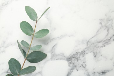 Photo of Eucalyptus branch with fresh leaves on white marble background, top view. Space for text