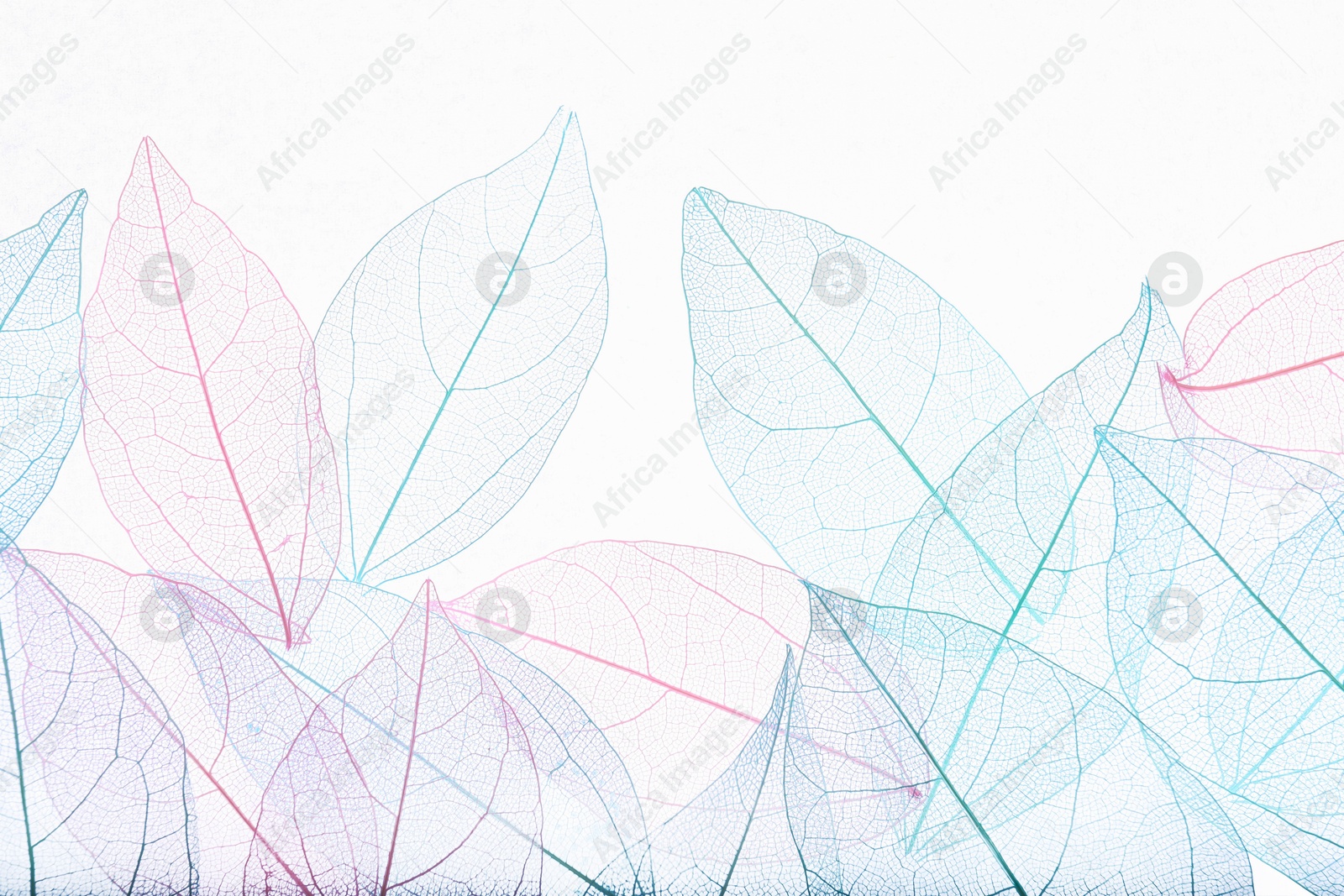Beautiful skeletonized leaves on white background, flat lay Photo of Beautiful skeletonized leaves on white background, flat lay