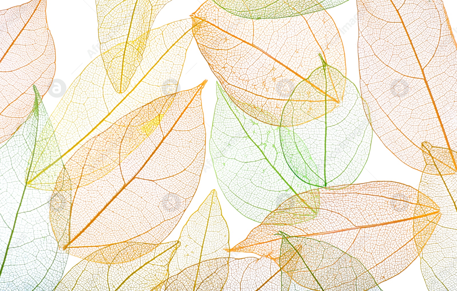 Beautiful skeletonized leaves on white background, flat lay Photo of Beautiful skeletonized leaves on white background, flat lay