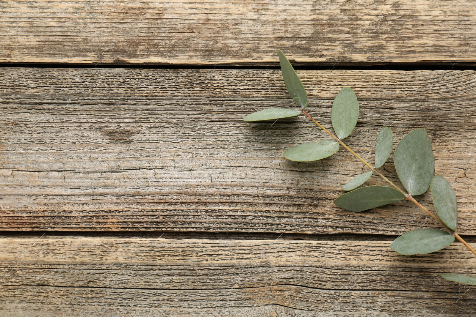 Beautiful eucalyptus branch on wooden background, top view. Space for text Photo of Beautiful eucalyptus branch on wooden background, top view. Space for text