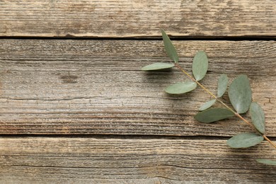 Photo of Beautiful eucalyptus branch on wooden background, top view. Space for text