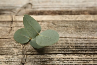 Photo of Beautiful eucalyptus branch on wooden background, closeup. Space for text
