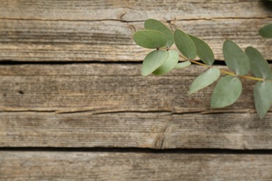 Photo of Beautiful eucalyptus branch on wooden background, top view. Space for text