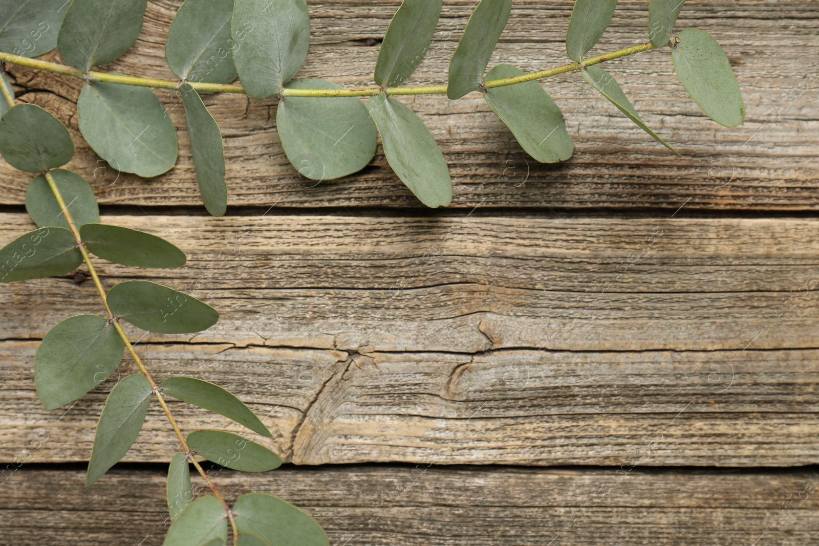 Beautiful eucalyptus branches on wooden background, top view. Space for text Photo of Beautiful eucalyptus branches on wooden background, top view. Space for text