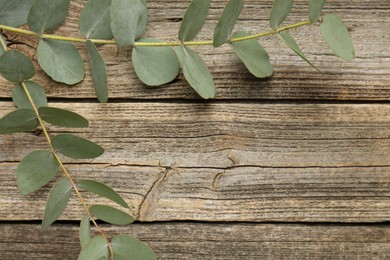 Photo of Beautiful eucalyptus branches on wooden background, top view. Space for text