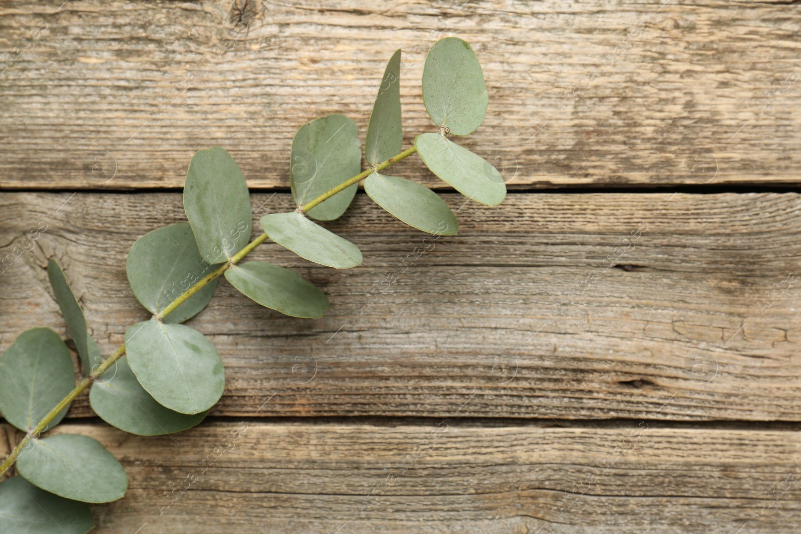 Beautiful eucalyptus branch on wooden background, top view. Space for text Photo of Beautiful eucalyptus branch on wooden background, top view. Space for text