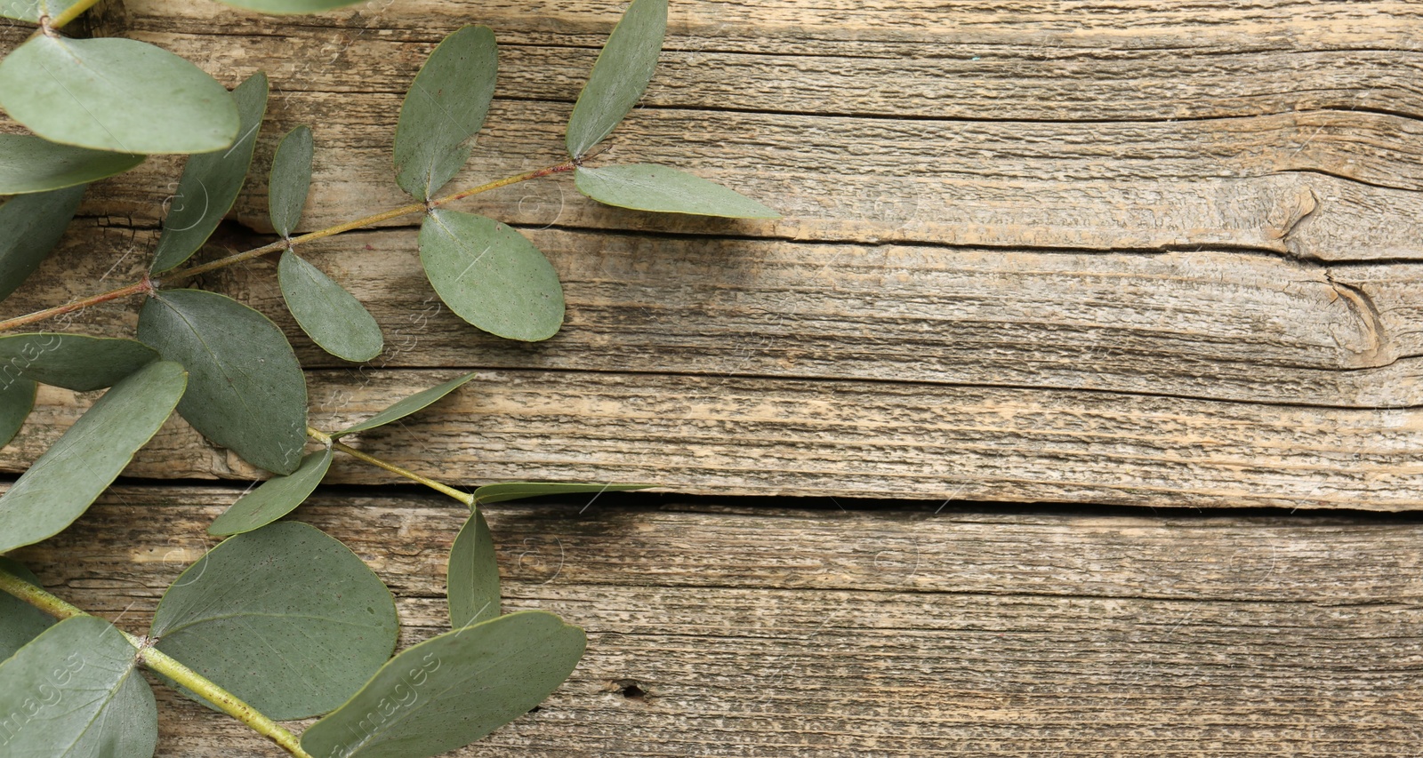 Beautiful eucalyptus branches on wooden background, top view. Space for text Photo of Beautiful eucalyptus branches on wooden background, top view. Space for text