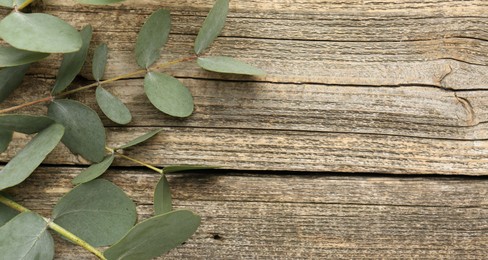 Photo of Beautiful eucalyptus branches on wooden background, top view. Space for text